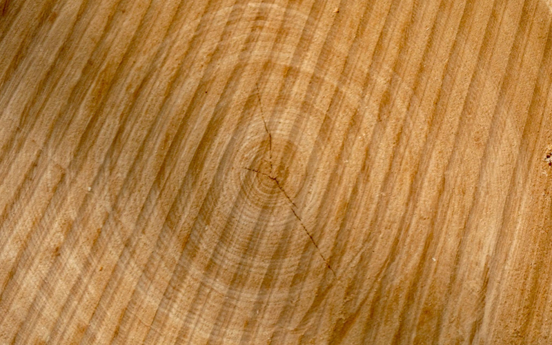  Tree ring pattern with cracks